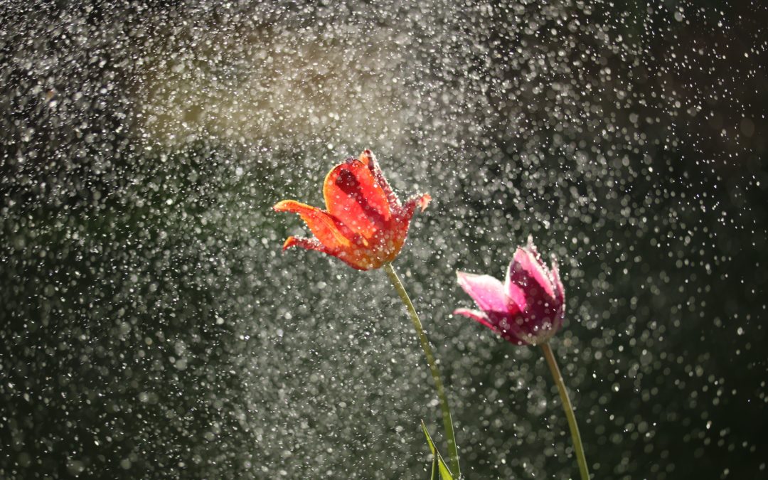 April Showers Bring May Flowers